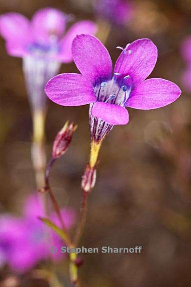 navarretia leptalea ssp leptalea 4 graphic